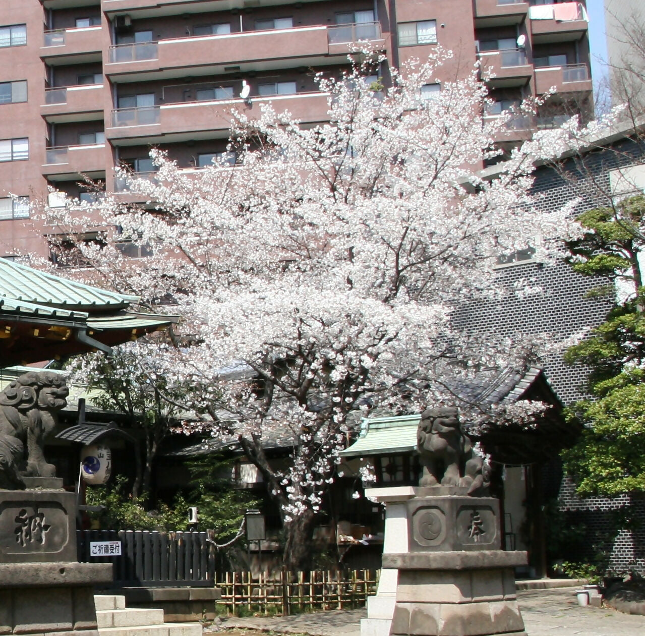 金王桜写真