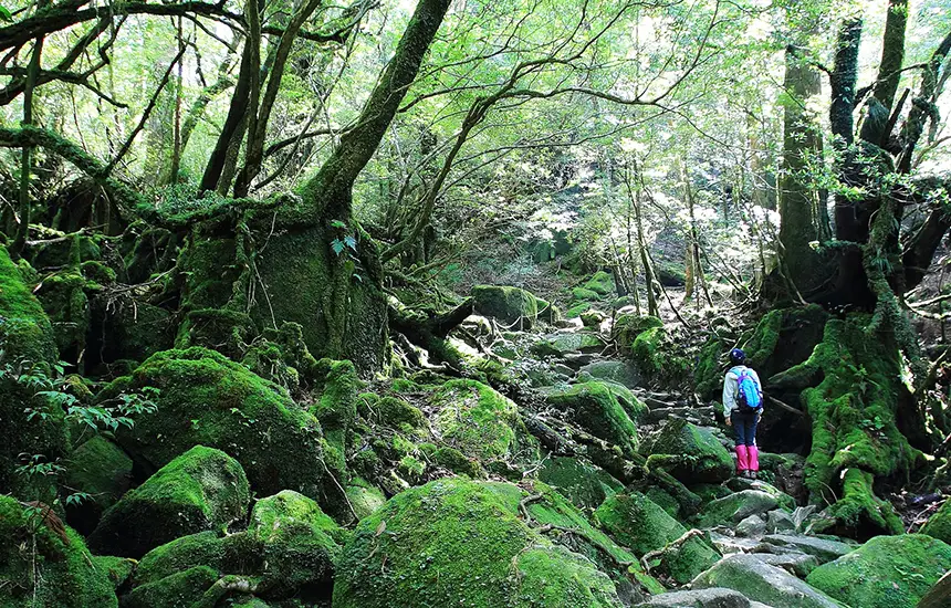 A majestic and beautiful Japanese natural landscape.