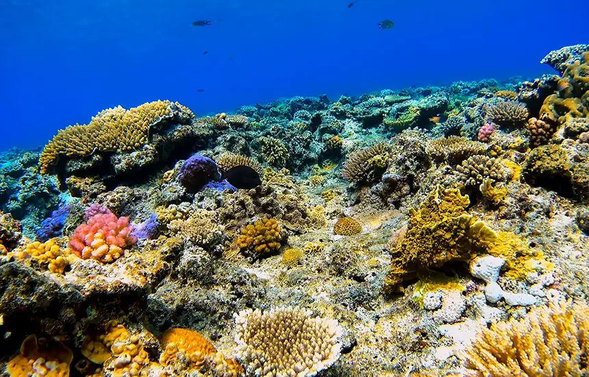 Colorful coral reefs and schools of tropical fish