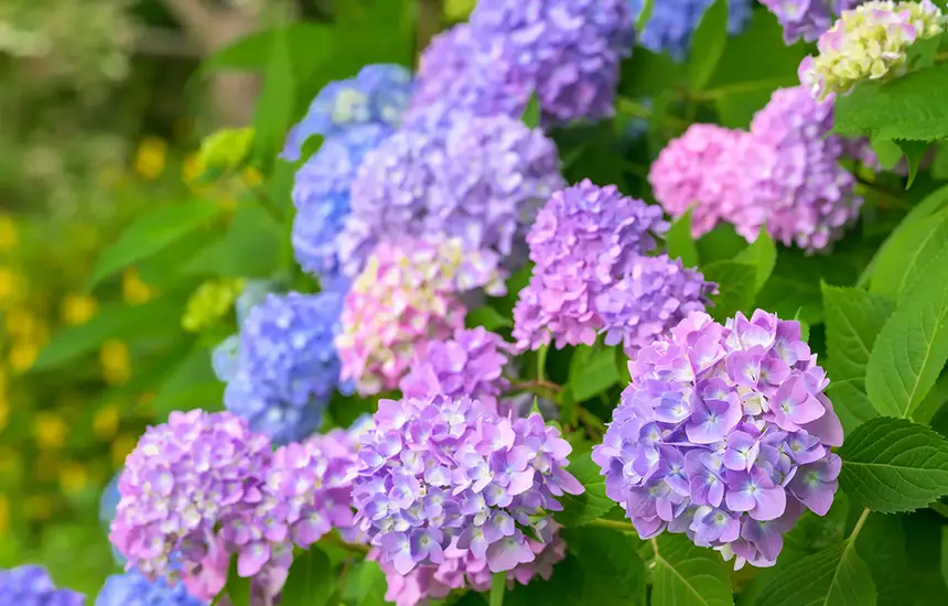 Beautiful Hydrangeas in a Temple Garden