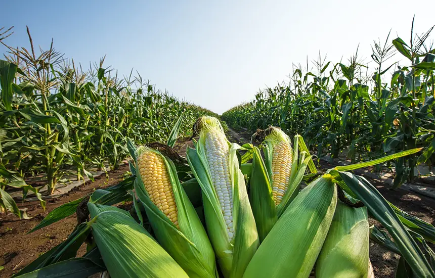 Vast Farms with Vegetables and Livestock