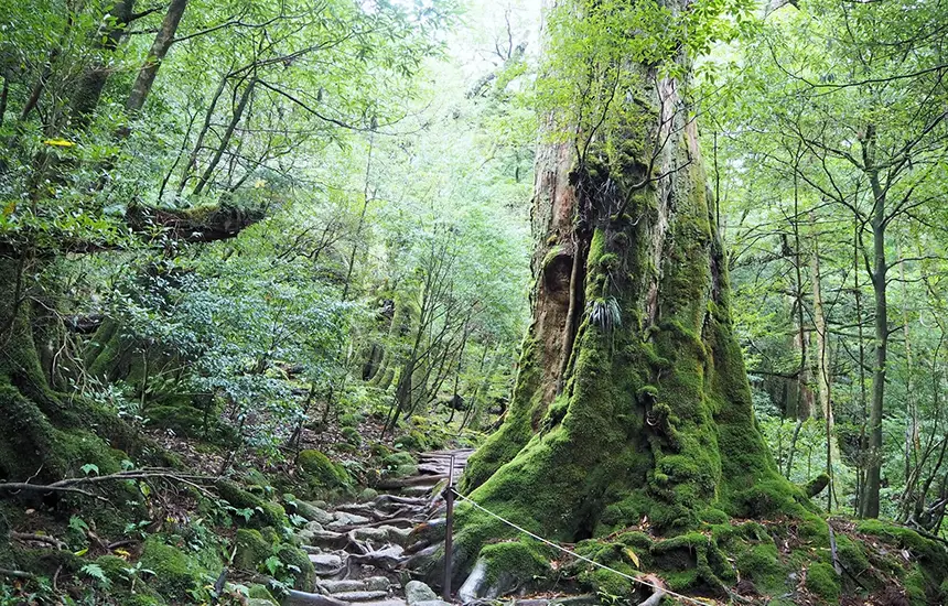 Moss-covered ancient Yakusugi cedar tree in the mystical World Heritage forests of Yakushima, Japan