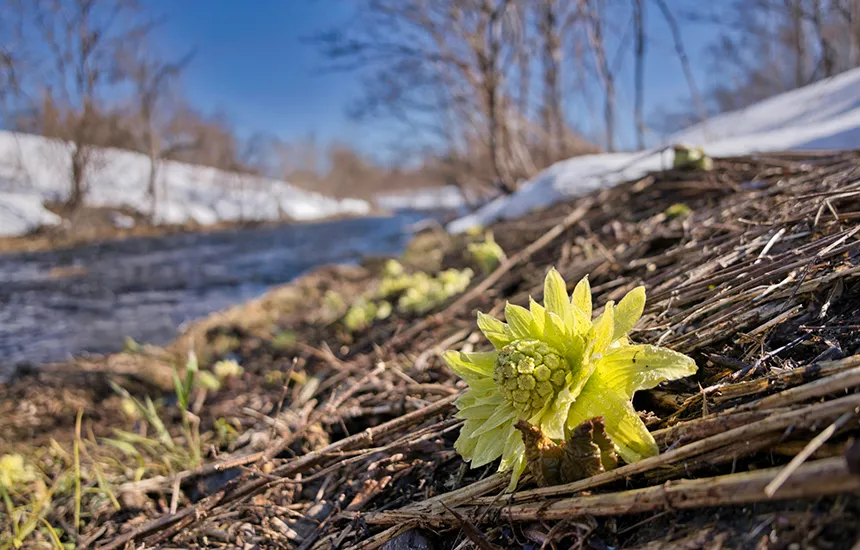 Early spring butterbur sprout (fukinoto) by a riverbank, symbolizing Japan’s micro-seasonal changes