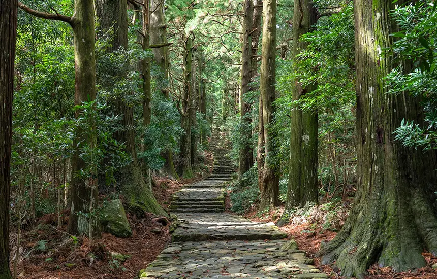 Stone-paved pilgrimage path through a dense cedar forest along the historic Kumano Kodo in Japan