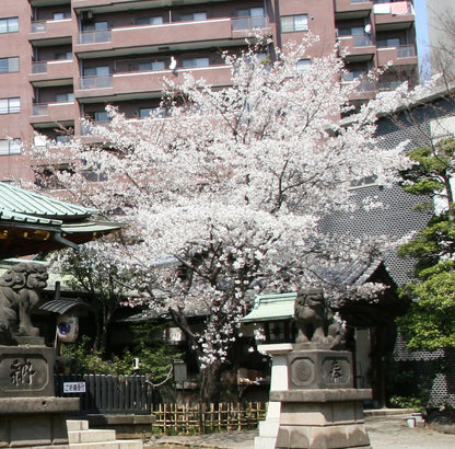 金王桜写真