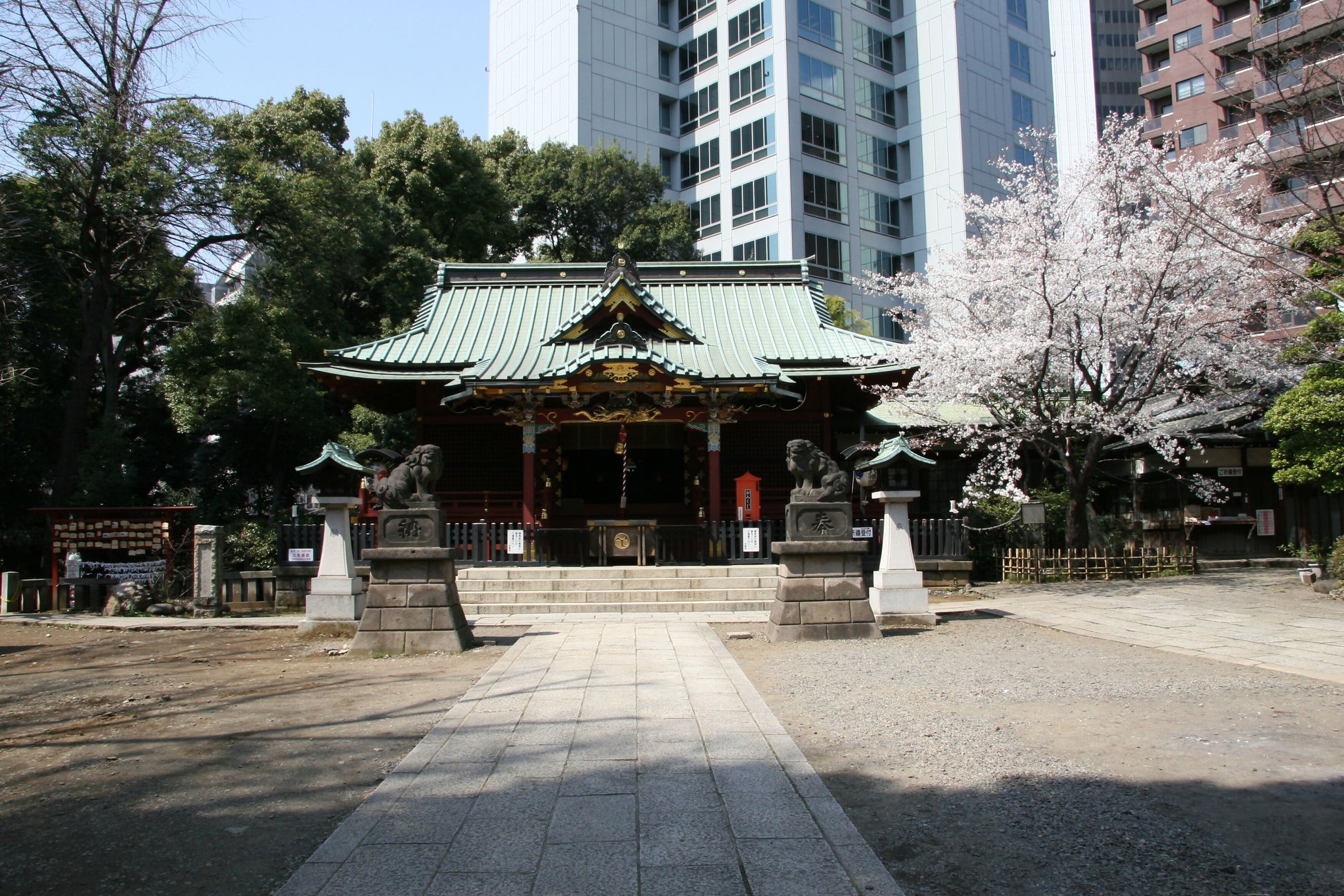 社殿と金王桜２