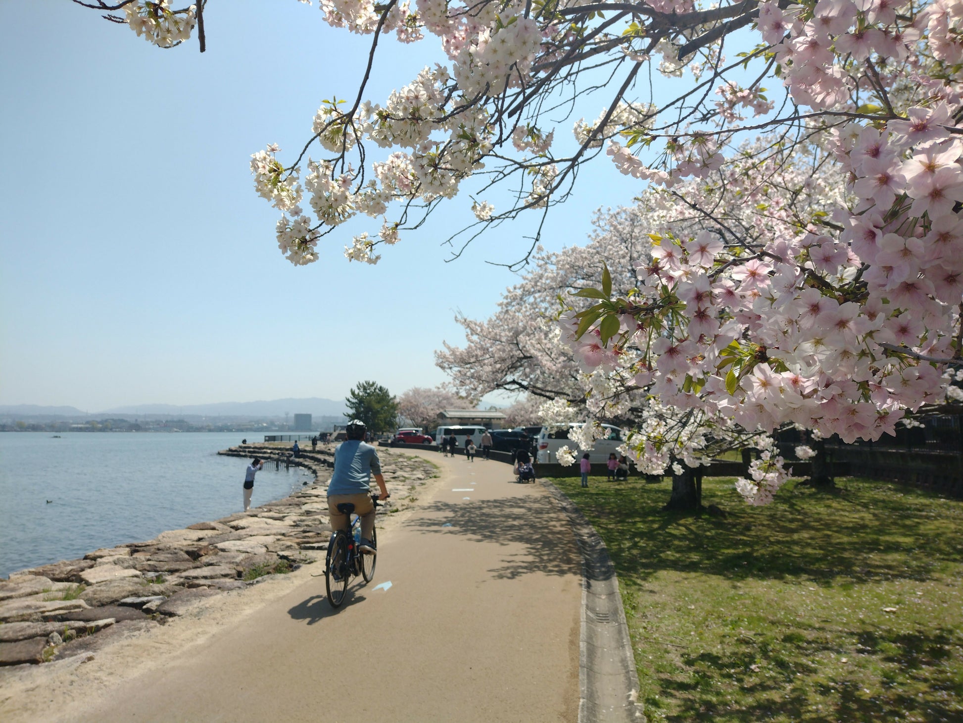 桜サイクリング