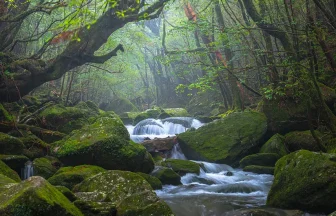A misty morning forest.