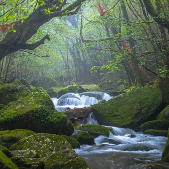 A misty morning forest.