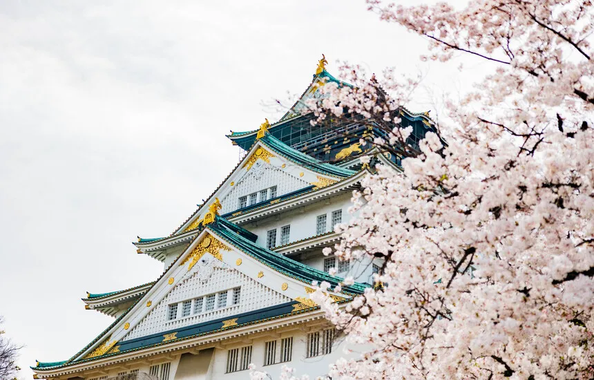 A Japanese castle or temple with cherry blossoms in full bloom.