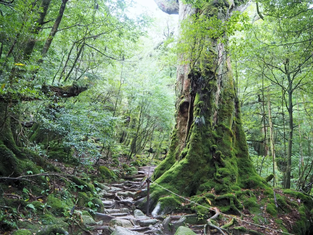 A mystical scene of Yakushima’s moss-covered forest
